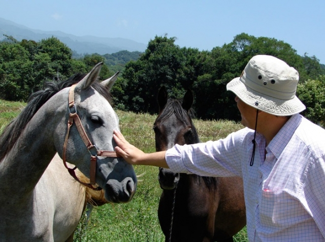  Cavalos dóceis 